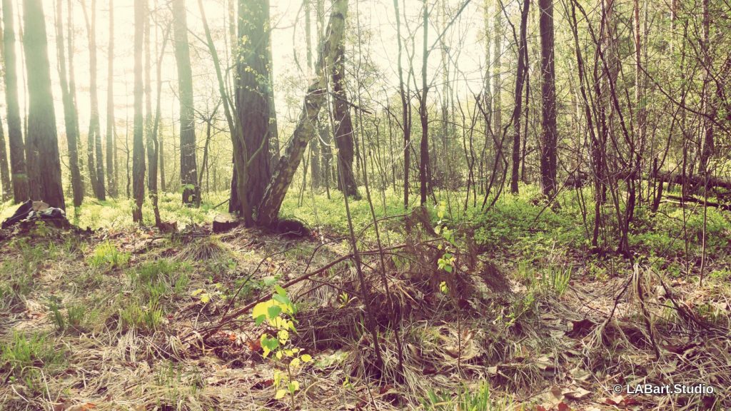 Leśny krajobraz z nałożonym filtrem retro.